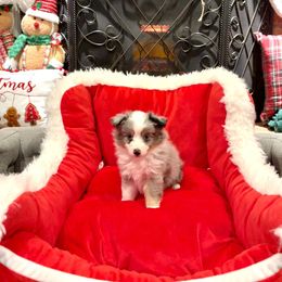 Charli - female Sporty Mix puppy in Livonia, Michigan from M7’s Shelties, Toonies & AussieDoodles