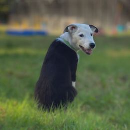Green male - Black and white male Border Collie puppy in Tallmadge, Ohio from Premier Dobermans