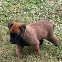 Black - Red sable male Belgian Malinois puppy in Highland City, Florida from VonSal Kennels