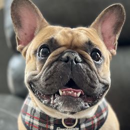 Luna - French Bulldog