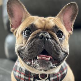 Luna - French Bulldog