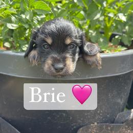 Brie - Black and cream female Dachshund puppy in Rogue River, Oregon from Bear Feet Dachshunds