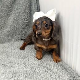 Girl 1 - Dapple female Dachshund puppy in Smithville, Oklahoma from Bristy’s Pampered Pups