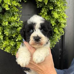 Black collar girl - Parti female Miniature Schnauzer puppy in Oneonta, Alabama from Murphree Valley Kennels
