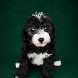 Moana - Black and white female Sheepadoodle puppy in Wharton, Texas from Little Fur Friends