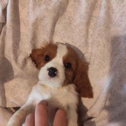 Boy 1 - Blenheim male Cavalier King Charles Spaniel puppy in Belding, Michigan from Miller Cavs and Pyrs