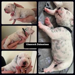 Dalmatian Puppies from Glasscock Dalmatians