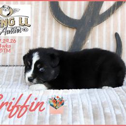 Griffin - Black tri male Miniature Australian Shepherd puppy in Madisonville, Texas from Flying LL Aussies