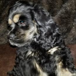 Cocker Spaniel Puppies from Cocker Paradise