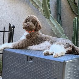 Cookie - Labradoodle