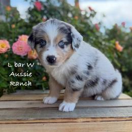 Vaughn - Blue merle male Miniature Australian Shepherd puppy in Midway, Texas from L Bar W Aussie Ranch
