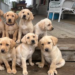 Labrador Retrievers from As You Wish Retrievers