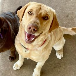 Labrador Retrievers from Jones Creek Labs
