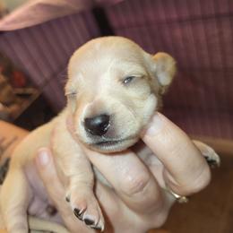 Boy 2 - Cream male Dachshund puppy in Suffolk, Virginia from Mini Love Bugs