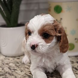 Layla - Blenheim female Cavapoo puppy in Caldwell, Idaho from Terrace Cav's