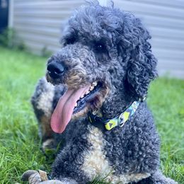 Bailey - Poodle