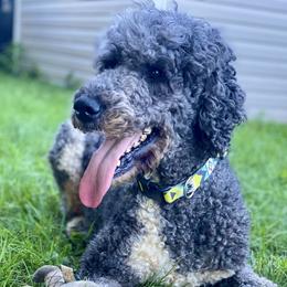 Bailey - Poodle