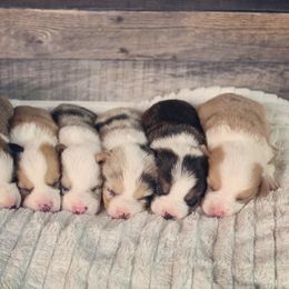 American Corgi and Pembroke Welsh Corgi Puppies from Kati Burns