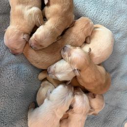 Girl 4 - Golden female Golden Retriever puppy in Amherst, Virginia from Knight's Golden Acres