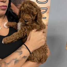 Goldendoodle Puppies from Labradoodleday