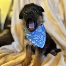 German Shepherd Puppies from Golden Ridge