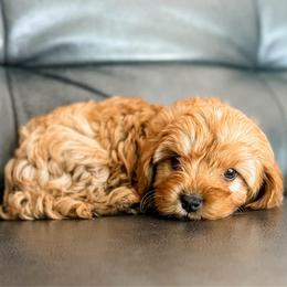Kindle - Red female Cavapoo puppy in Saint George, Utah from Fitzdoodles
