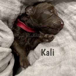 Poodle Puppies from Agape Standard Poodles