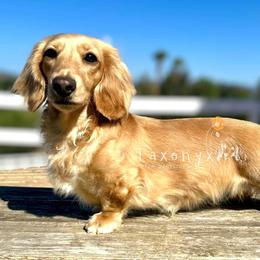 Clover - Dachshund