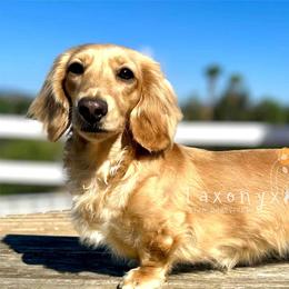 Clover - Dachshund