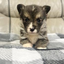 Smoke - Black and tan male Pembroke Welsh Corgi puppy in Adairsville, Georgia from Ingram's Corgis