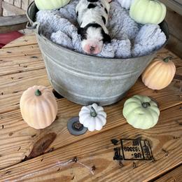 English Springer Spaniel Puppies from Cedar Ridge Kennels