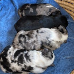 Toy Australian Shepherd puppies from Toy Aussies