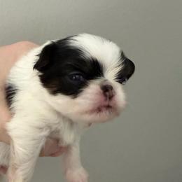 Boy 1 - Black tan and white male Japanese Chin puppy in Little Rock, Arkansas from Montra Japanese Chin & Cavalier King Charles Spaniels