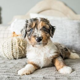 Aussiedoodle, Bernedoodle, and Poodle Puppies from Doodle Belle Puppy