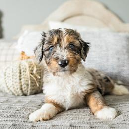 Aussiedoodle, Bernedoodle, and Poodle Puppies from Doodle Belle Puppy