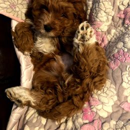 Cavapoo and Poodle Puppies from Happy Tails Poods and Doods