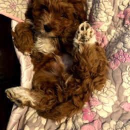 Cavapoo and Poodle Puppies from Happy Tails Poods and Doods