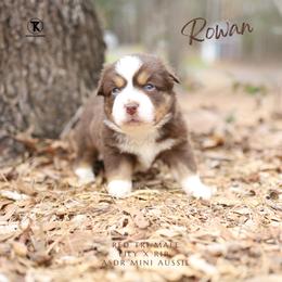 Rowan- Red Tri Male - Red tri male Miniature Australian Shepherd puppy in Nacogdoches, Texas from TK Standard, Mini, & Toy Aussies