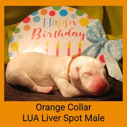 1 Liver Spotted Boy - White and liver brown male Dalmatian puppy in Perry, Michigan from Mid-Michigan Dalmatians