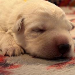 Girl 5 - White female German Shepherd puppy in Valley Springs, South Dakota from Von Pasch German Shepherds