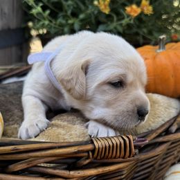 Maple - Labrador Retriever puppy from Limestone Labradors