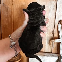 Noel - Black and white female Bernedoodle puppy in Shingle Springs, California from Kindred Oak Goldendoodles