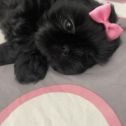 Shih Tzu Puppies from Crystal's Shih Tzus