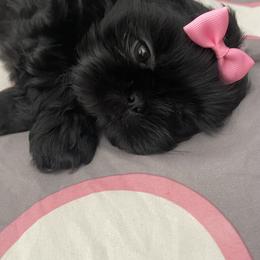 Shih Tzu Puppies from Crystal's Shih Tzus