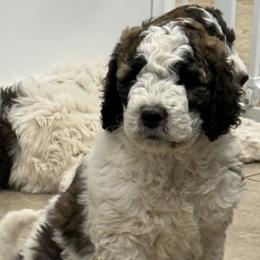 Tori - Brindle and white female Saint Berdoodle puppy in San Antonio, Texas from Mammoth Doodles