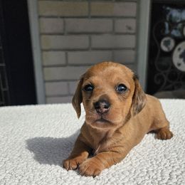 Girl 2 - Dapple Dachshund puppy in Sarasota County, Florida from Donna's Mini Joys