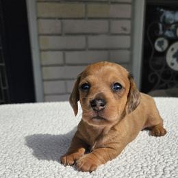 Girl 2 - Dapple Dachshund puppy in Sarasota County, Florida from Donna's Mini Joys