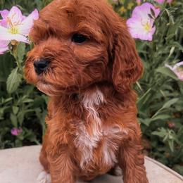 Cupid - Red  male Goldendoodle puppy in Temecula, California from Country Hills Doodles