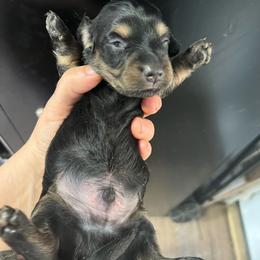 Sage-Boy 1 - Black and cream male Dachshund puppy in Bigfork, Minnesota from Dachshunds Up North