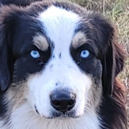 Buck  - Australian Shepherd